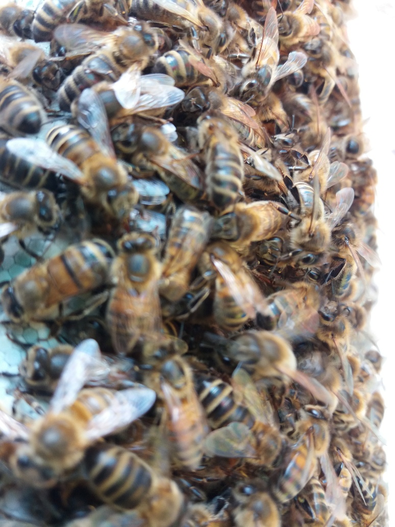 bees on the comb