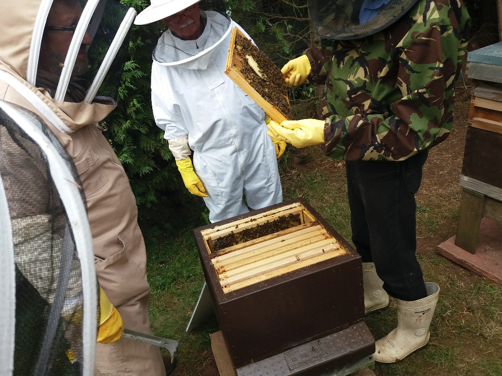 examining a hive